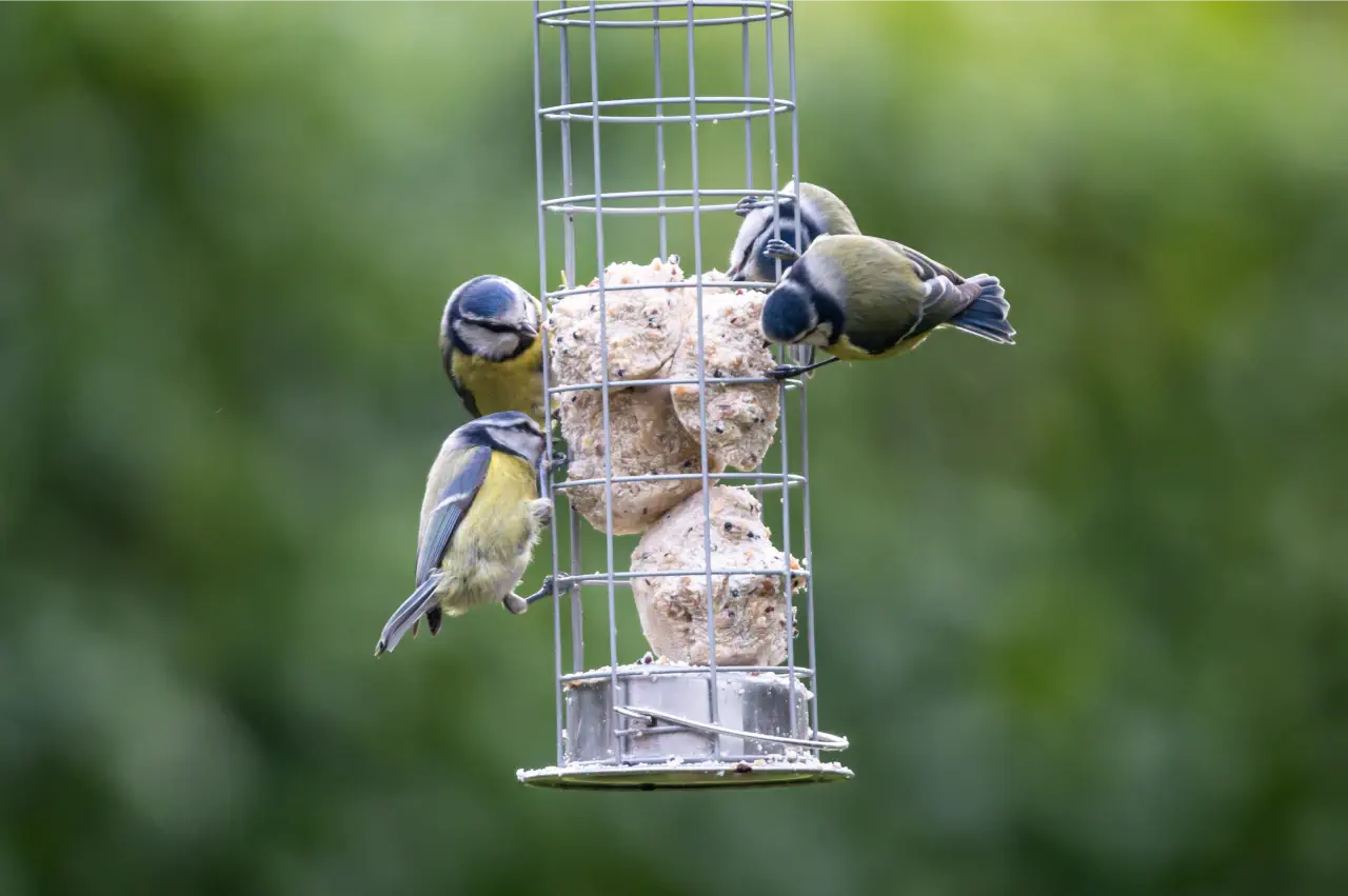 Discover the Best Fat Ball Feeders for Birds: Attract Feathered Friends to Your Garden